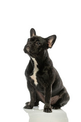 black french bulldog on a white background. Portrait of a dog.