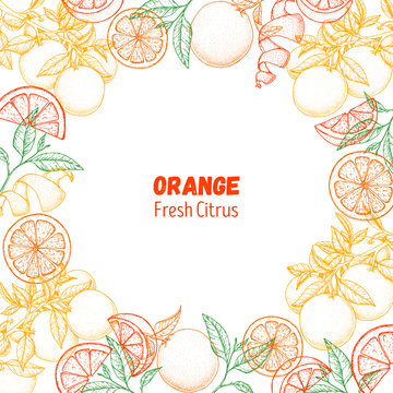 Orange hand drawn package design. Vector illustration. Orange sketch for menu design, brochure illustration. Black and white design. Citrus orange frame illustration. Can used for packaging design.