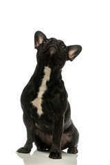 black french bulldog on a white background. Portrait of a dog.
