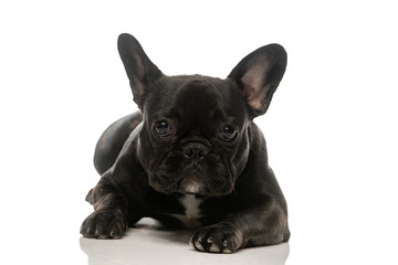 black french bulldog on a white background. Portrait of a dog.