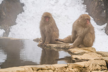 Japanese Snow Monkeys stay around the hot spring among snowy mountain in Jigokudani Snow Monkey Park (JIgokudani-YaenKoen) at Nagano Japan on Feb. 2019.