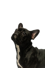 black french bulldog on a white background. Portrait of a dog.