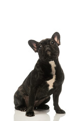 black french bulldog on a white background. Portrait of a dog.