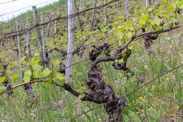green spring season grapes rows in the vineyard farm field