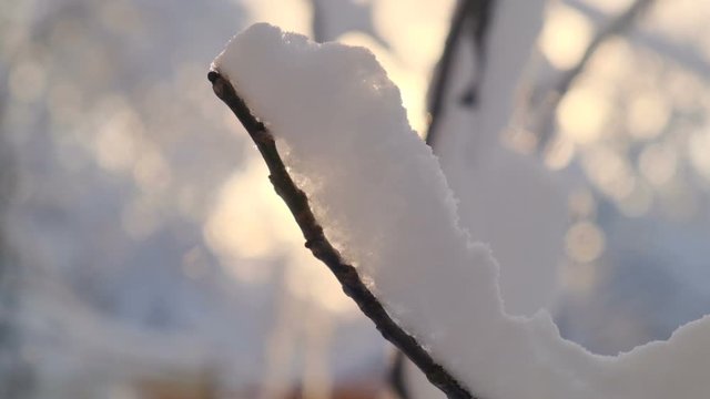 Snow-covered tree branch against the backdrop of a gentle sunset and snowfall. Winter background