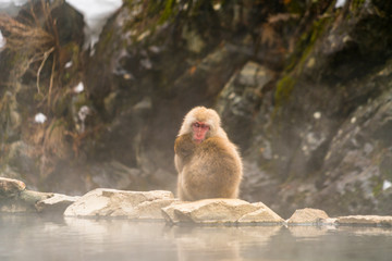 Snow Monkeys stay around the hot spring among snowy mountain in Jigokudani Snow Monkey Park (JIgokudani-YaenKoen) at Nagano Japan on Feb. 2019.key