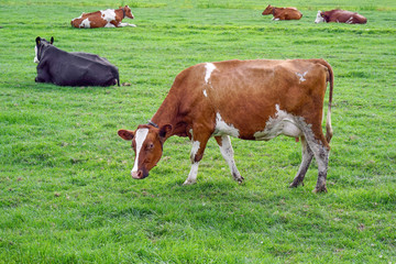 Cows on green meadow grass landscapes. Cows on the farm grazing on green grass meadow, view. Netherlands. 