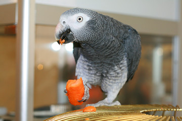 a parrot eats a carrot on a cage © kristinatodoreva