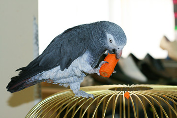 a parrot eats a carrot on a cage © kristinatodoreva