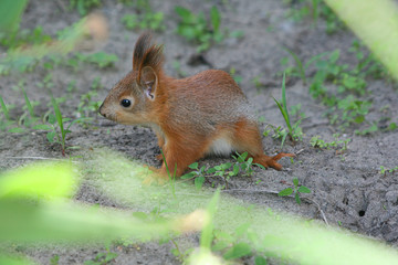 Naklejka na ściany i meble a small squirrel is sitting on the ground