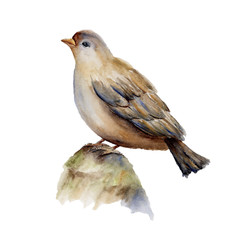 Watercolor drawn little bird on a stone; raster illustration
