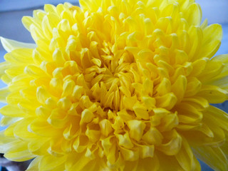 yellow chrysanthemum close up