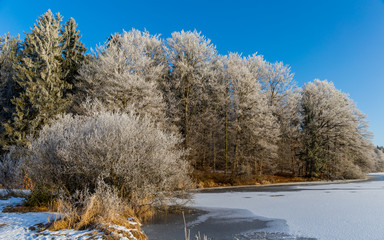 Winter Bäume am Seeufer