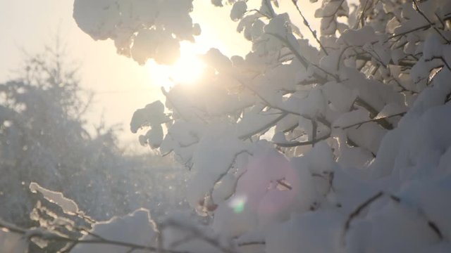 Snow falling at sunset on a background of snowy branches