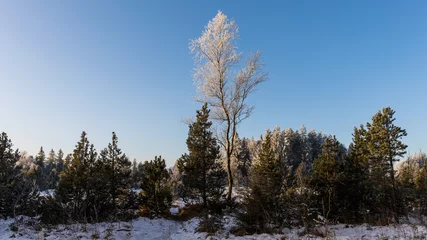 Foto auf Leinwand Winterlandschaft © AL-U-MA
