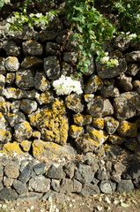 fiore e pietra