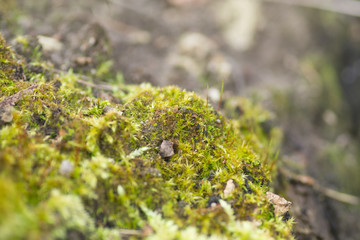 Green moss on the edge of the forest 