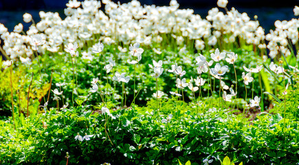 white blossoms on long stems