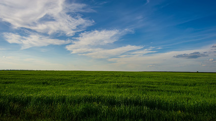 Obraz na płótnie Canvas Green field of wheat and blue sky with clouds.