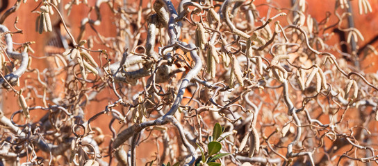 (Corylus avellana 'Contorta') Korkenzieher-Hasel mit Korkenzieherartig gewundenen Zweige aus voll von gelblichem Kätzchen im Winter