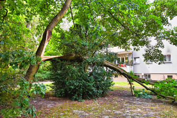Storm damage with fallen tree, which narrowly missed a house after heavy wind in Berlin, Germany