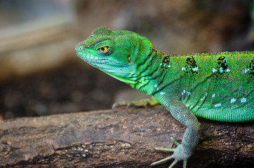 Naklejka premium The plumed basilisk (Basiliscus plumifrons), also called commonly the green basilisk, the double crested basilisk, or the Jesus Christ lizard, is a species of lizard in the family Corytophanidae.