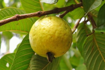 Guayaba