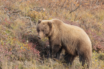 Grizzly Bear in Alaska in Autumn
