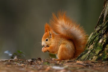 Fototapeten Eichhörnchen frisst die Nuss in der natürlichen Umgebung, schönes Bokeh, Nahaufnahme, Sciurus vulgaris © JAKLZDENEK