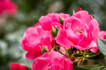 pink rose in the garden