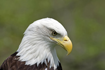 Bald Eagle is the National bird of the USA. Adults have a white head and tail with a massive yellow bill. It is a bird of prey found in North America.
