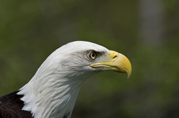 Bald Eagle is the National bird of the USA. Adults have a white head and tail with a massive yellow bill. It is a bird of prey found in North America.