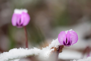 blooming Cyclamen kuznetzovii under the snow