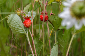 ripe red juicy sweet berry of wild strawberry field close-up, forest berries