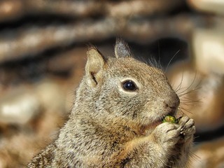 The Beauty of Creatures