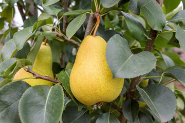 ripe juicy organic pear fruit close-up on a pear tree, harvesting an agricultural pear plant, hand picking fruit, garden worker