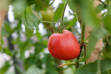 ripe red sweet juicy tomato fruits on a branch, close-up, agricultural production, harvesting, selective focus