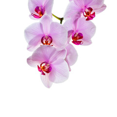 blooming flowers of a live pink Orchid close-up, isolated on a white background, close-up, copy space, clipping path