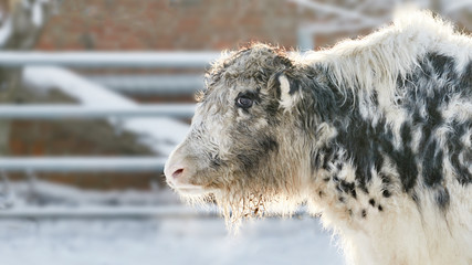 Large white yaks grazing in a pen in winter