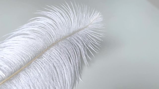 white fluffy ostrich feather lies on a background and sways