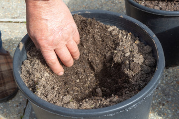Gardener preparing flowerpot with soil for planting tomato plant