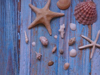Sea theme, vacation at sea:  various shells and starfish on a wooden surface of a soft blue color.