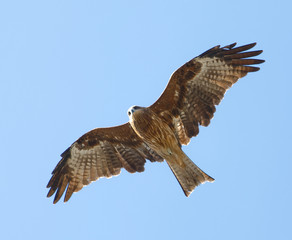 Closeup of a flying kites bird, blue sky in the background