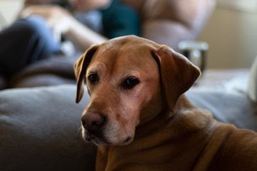Labrador Retriever sitting on the couch at home.