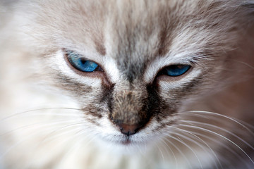 Cat playing on a black background