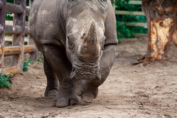Naklejka premium Big black rhino in nature close-up