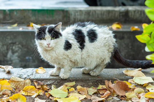 white dirty cat is walking and looking to the camera