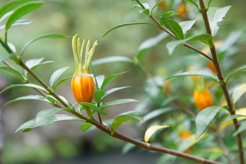 Closeup of orange gardenia flower and green leafs