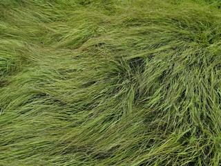 green grass in the wind