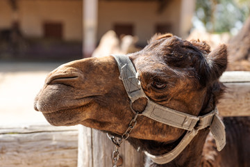 Close-up portrait of muzzle of camel in the local famous park on the island of Cyprus. Mazotos Camel Park